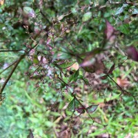 Strobilanthes helicoides T.Anderson